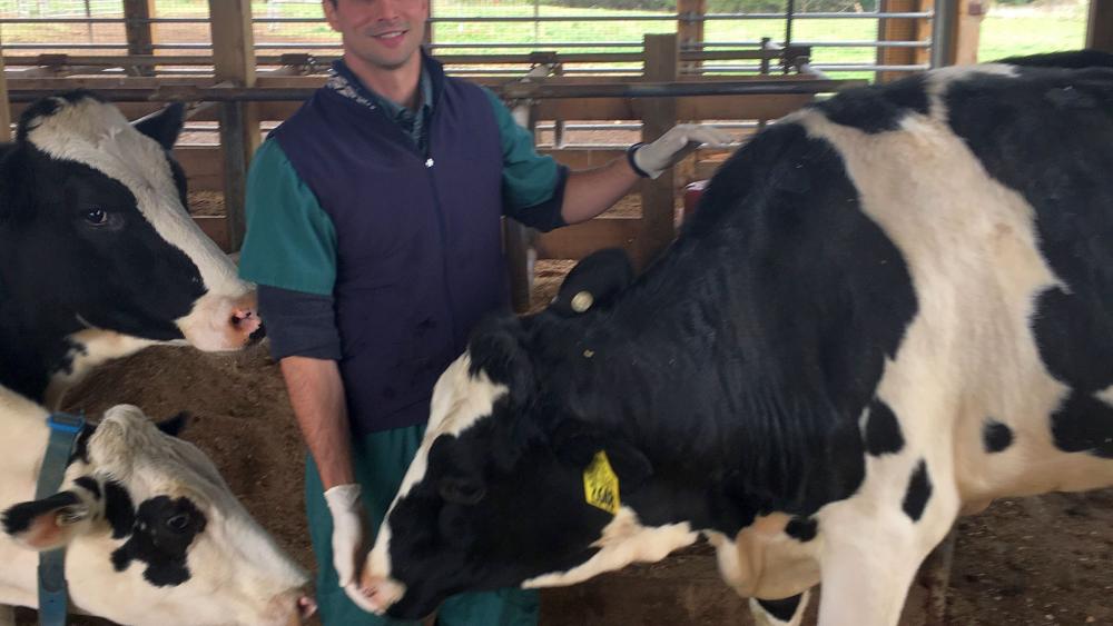Aspirin after calving can provide relief to dairy cows, increase milk